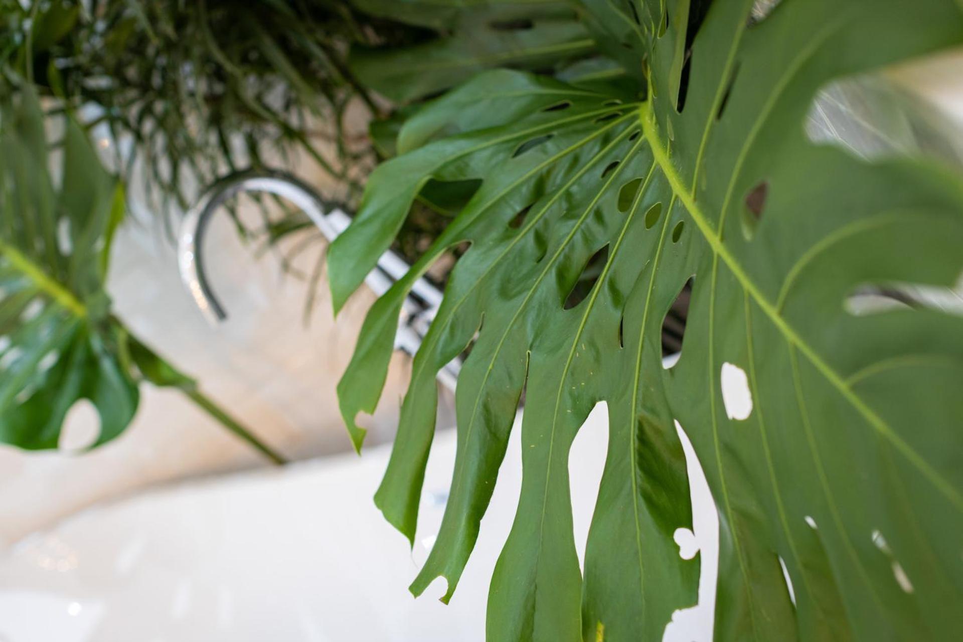 Le Cameleon Boutique Hotel Puerto Viejo de Talamanca Εξωτερικό φωτογραφία Monstera deliciosa